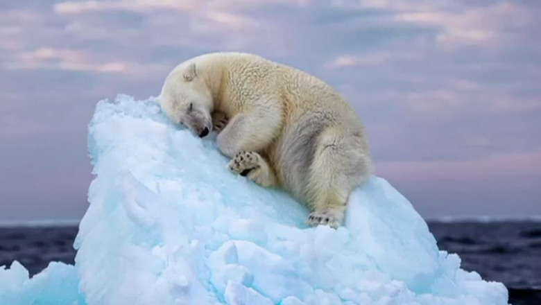 urs polar care doarme pe o bucata de gheata