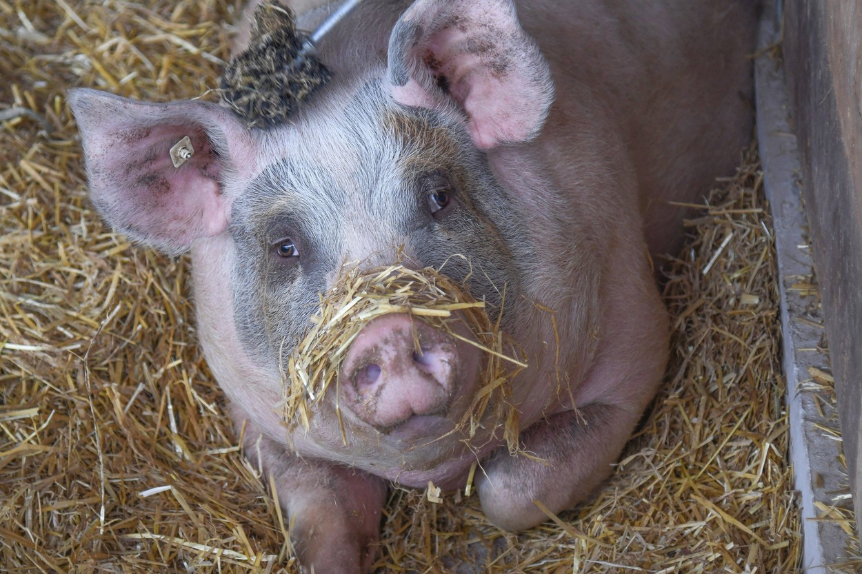 Înainte de Crăciun, fermierii reclamă "haosul de pe piața cărnii de porc": Nu există niciun fel de control