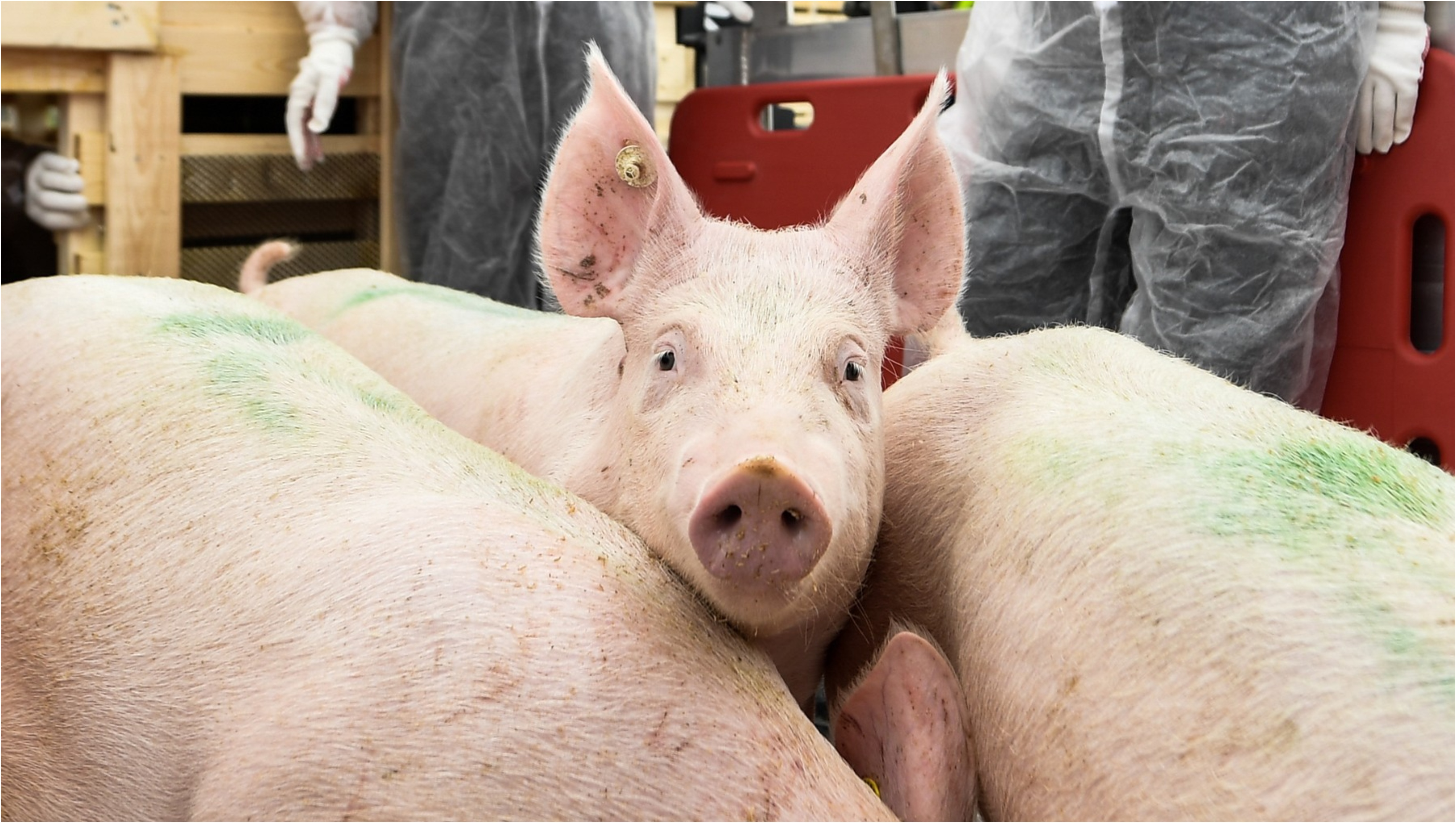 Singura țară europeană în care sunt mai mulți porci decât oameni încearcă să își convingă locuitorii să treacă pe legume