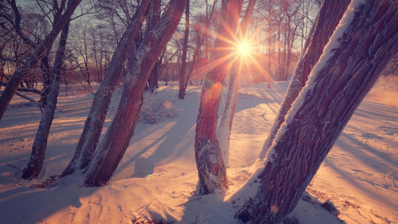 Sun shite trough tree. Winter landscape with sun beams and lens flare. Colorful winter background.