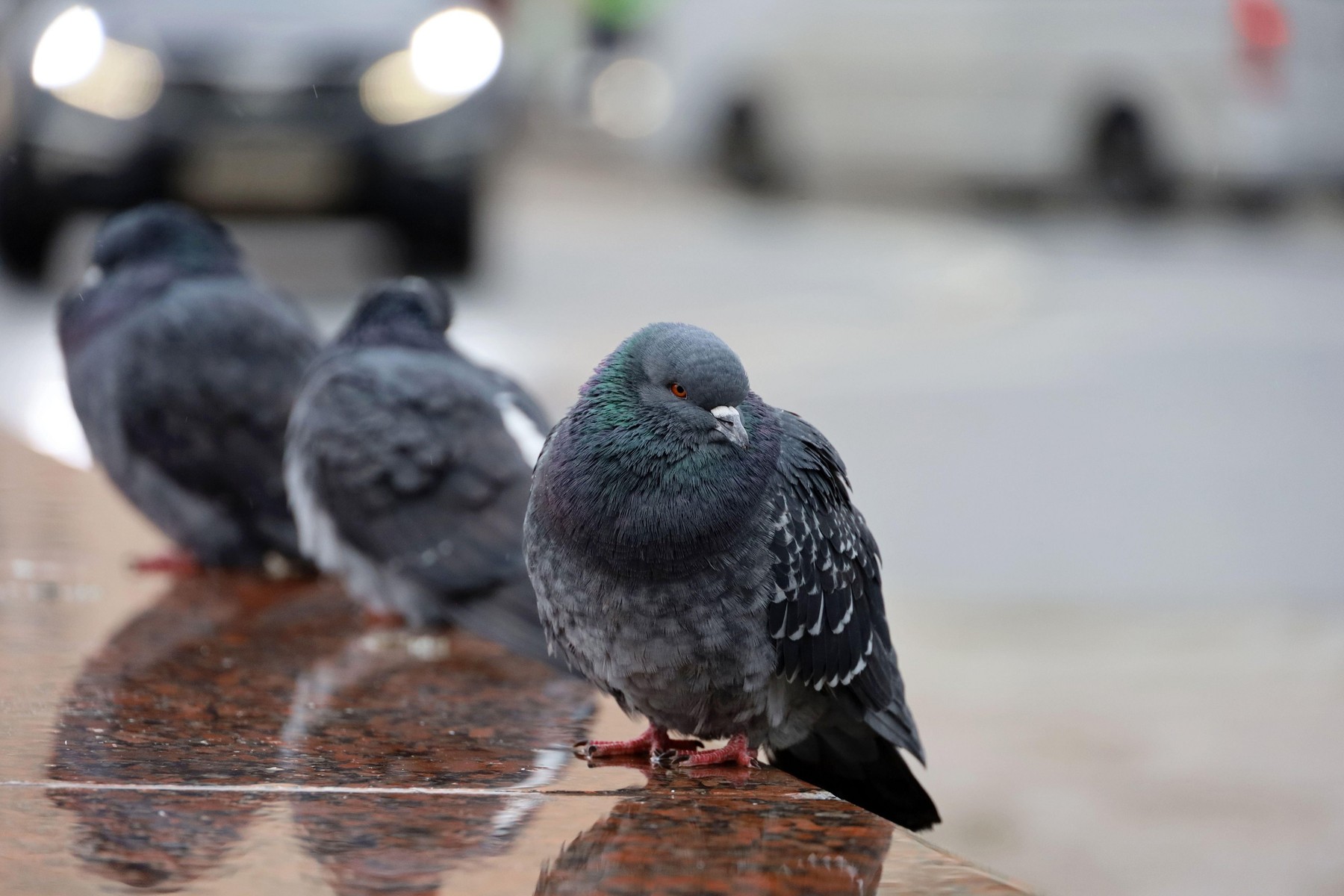 Un taximetrist japonez a fost arestat pentru că a călcat un porumbel cu mașina