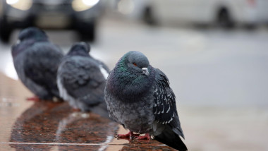 Porumbei pe stradă