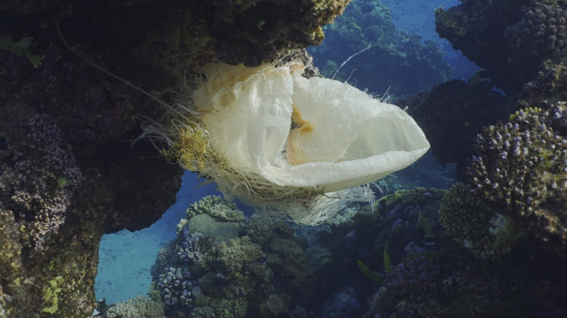 Plastic pollution, Close-up of plastic bag hanging on reef. An old white acrylic bag hung on coral reef and sways in current of water, Red sea, Egypt