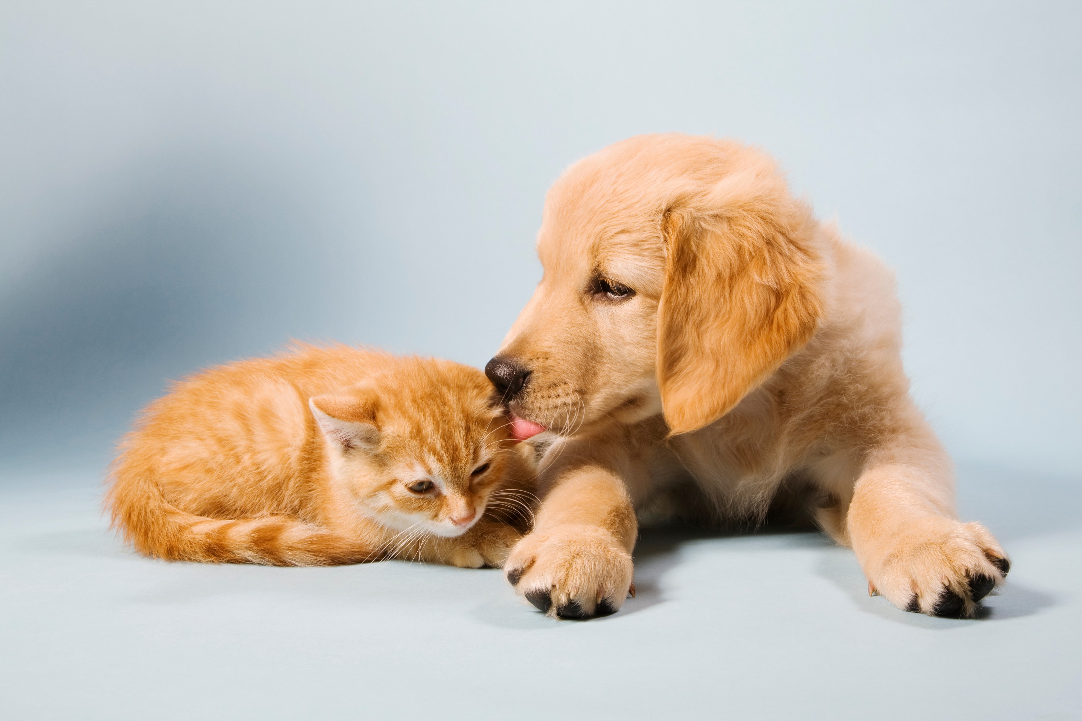 Comisia Europeană propune reguli noi pentru bunăstarea animalelor. Se schimbă condițiile pentru vânzarea câinilor și pisicilor