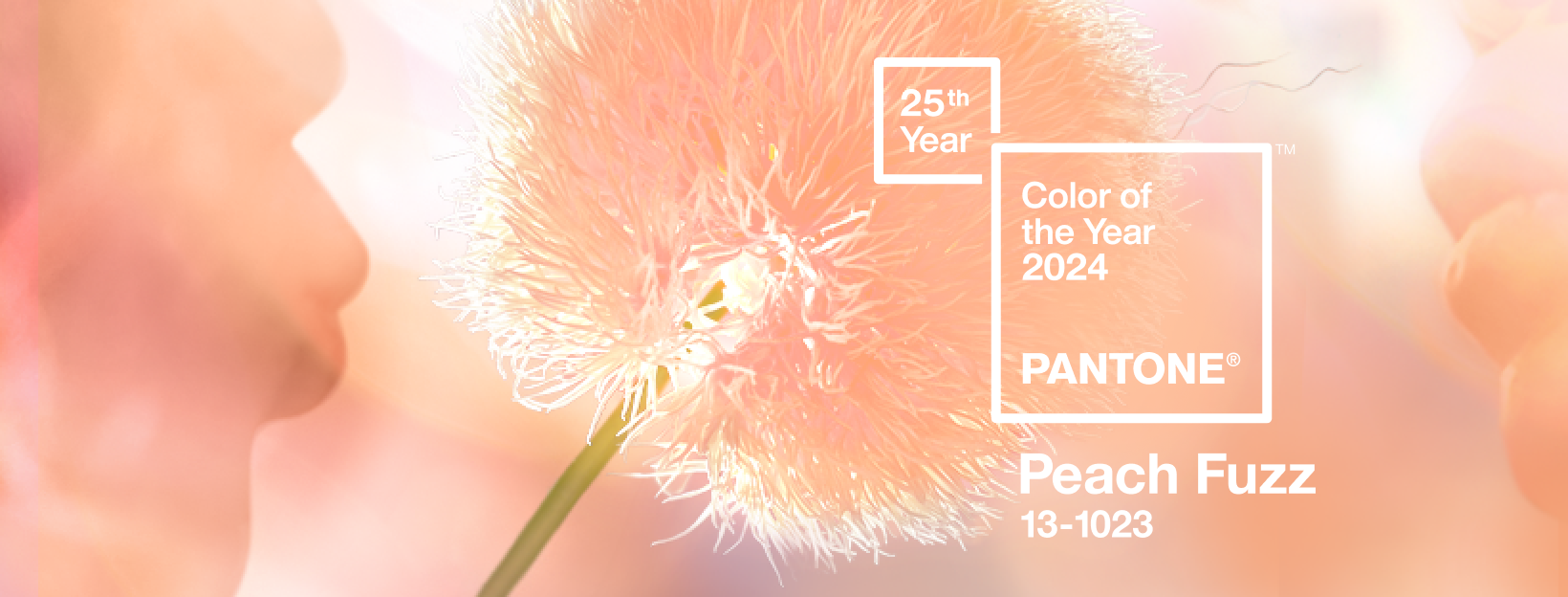 Culoarea anului 2024 este „Peach Fuzz”. Institutul Pantone explică simbolistica ei