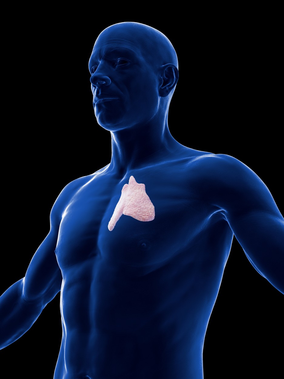 Un organ considerat inutil, pe care unii medici îl scot fără să se gândească, ar putea ajuta în lupta împotriva cancerului
