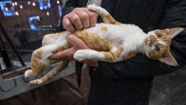 The Feline World Gathers For The Supreme Cat Show 2017