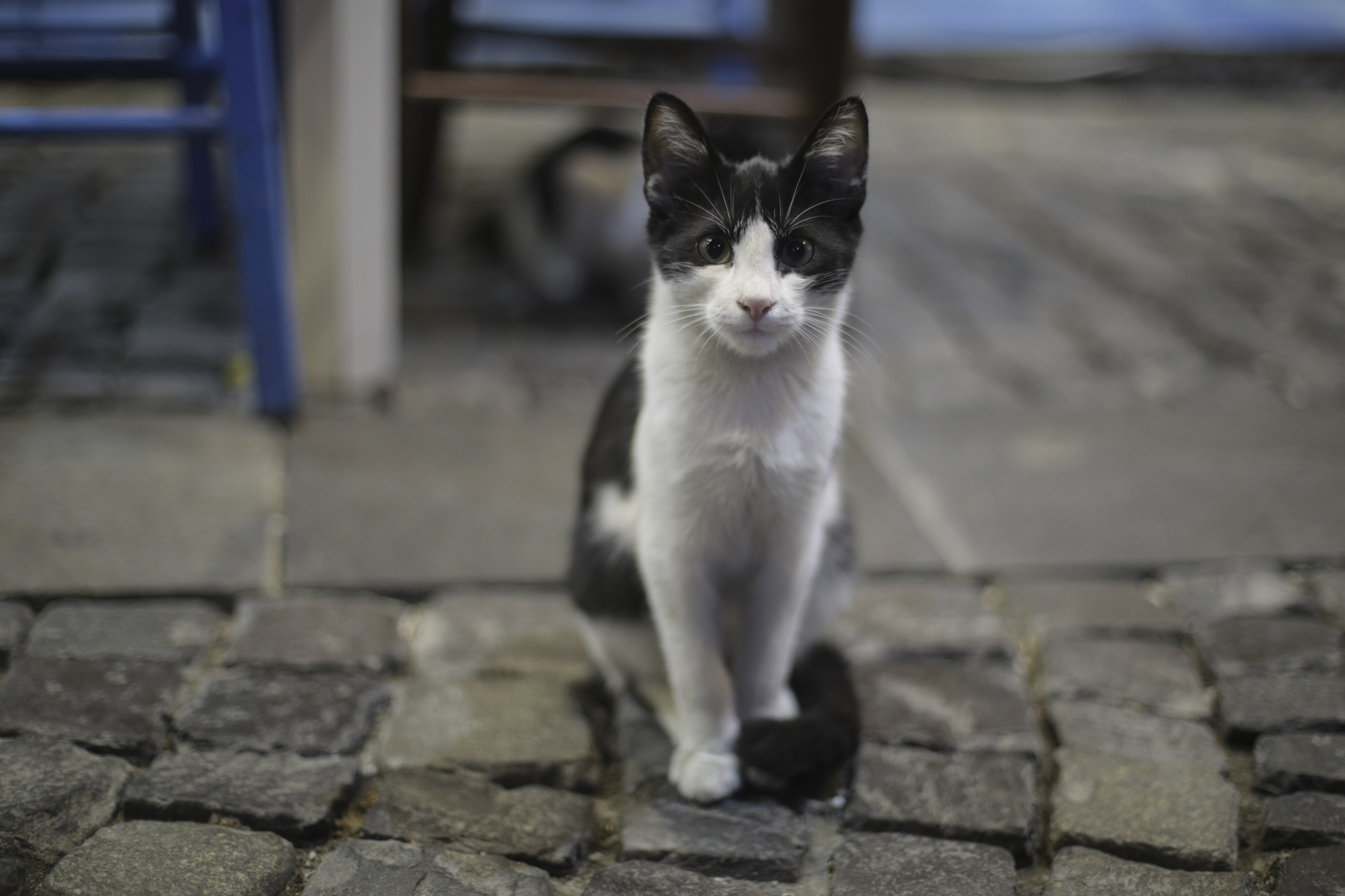 Pisică bătută de trei tineri din Reșița. Poliția a deschis o anchetă după ce a văzut imaginile pe rețelele sociale