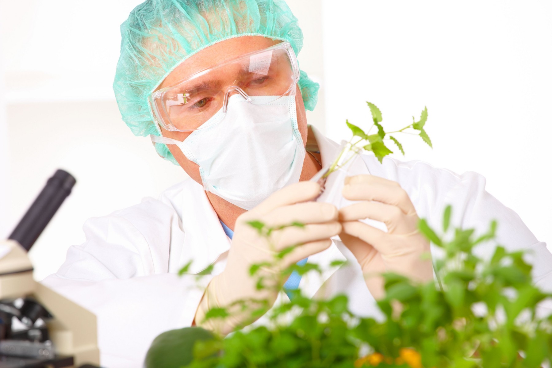 România se opune noilor reguli UE pentru culturi modificate genetic. PNL îl acuză pe ministrul PSD că are „interese mărunte”
