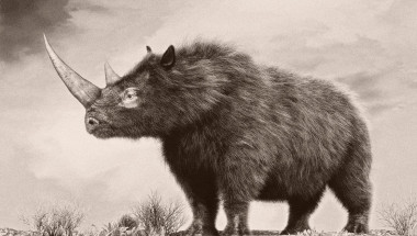 The woolly rhinoceros is an extinct species from the Pleistocene epoch.