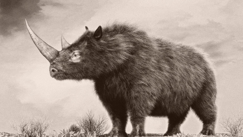 The woolly rhinoceros is an extinct species from the Pleistocene epoch.