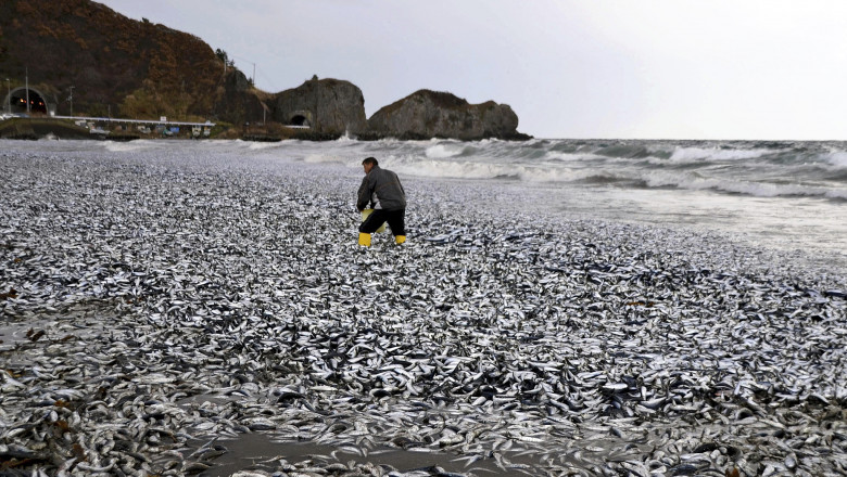pești morți în Japonia