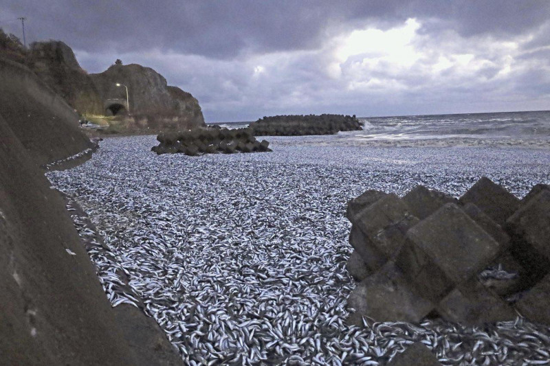 tone de pești morți în Japonia