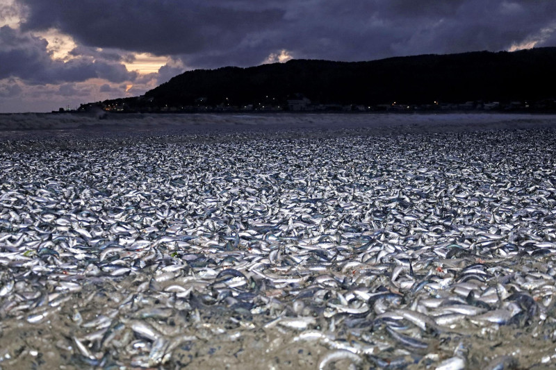 pești morți Japonia