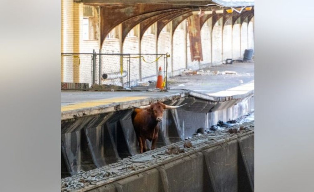Taurul care a dat peste cap circulația trenurilor din Newark și a înnebunit navetiștii care lucrează în New York a fost prins