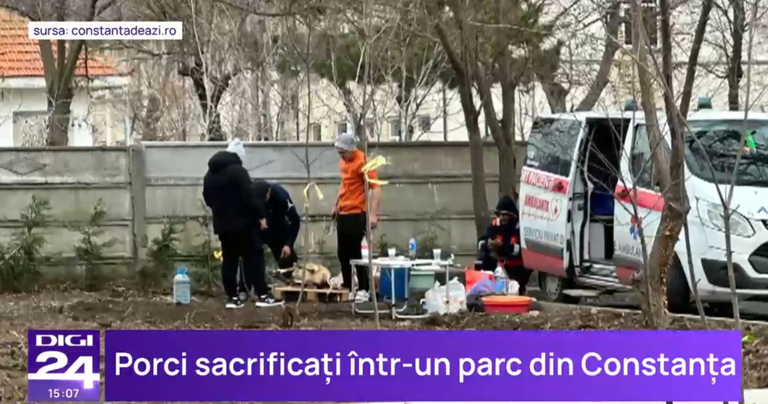 VIDEO Porci transportați cu ambulanța și sacrificați într-un parc din Constanța