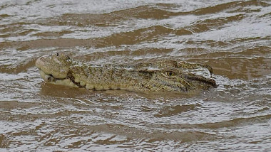 crocodil in apa