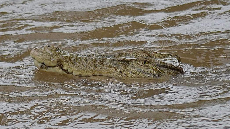 crocodil in apa