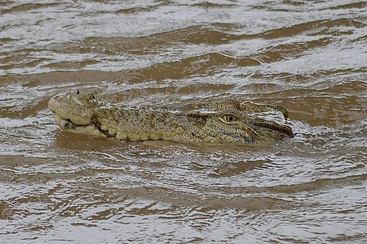 Inundații ca niciodată în Australia. Puhoaiele au adus crocodili în orașe, au inundat aeroporturi și drumuri. Sute de oameni evacuați
