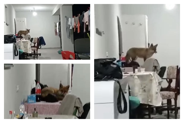 O vulpe și-a făcut culcuș pe terasa unei familii din Jibou. Oamenii au cerut ajutorul autorităților