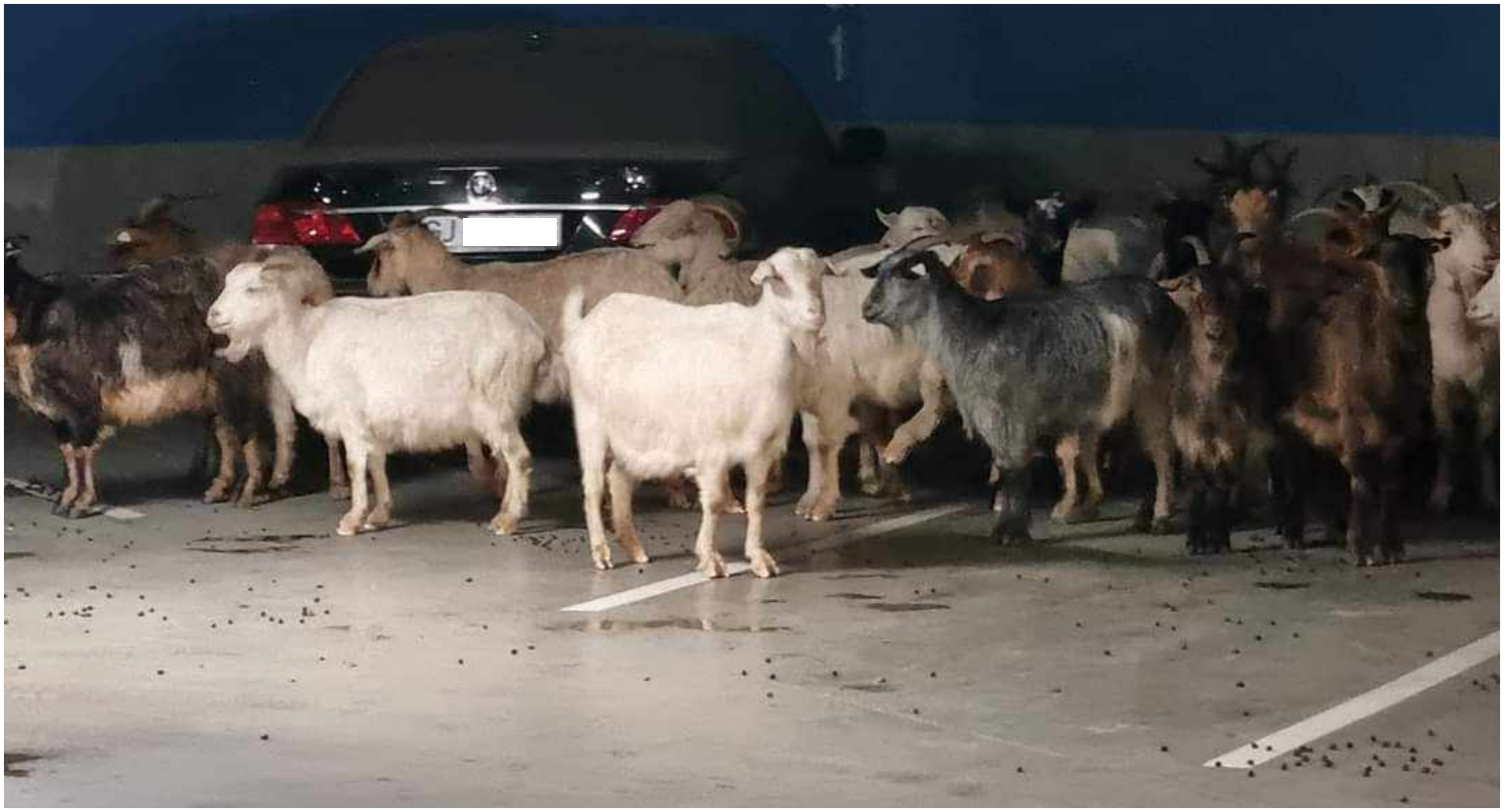 O turmă de capre s-a rătăcit în parcarea subterană a unui mall din Târgu Jiu. "Cu asta le-am văzut pe toate! Acum pot părăsi țara"