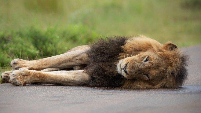 NO ONE CAN WAKE THIS LION WHO IS BLOCKING THE ROAD