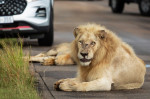 NO ONE CAN WAKE THIS LION WHO IS BLOCKING THE ROAD