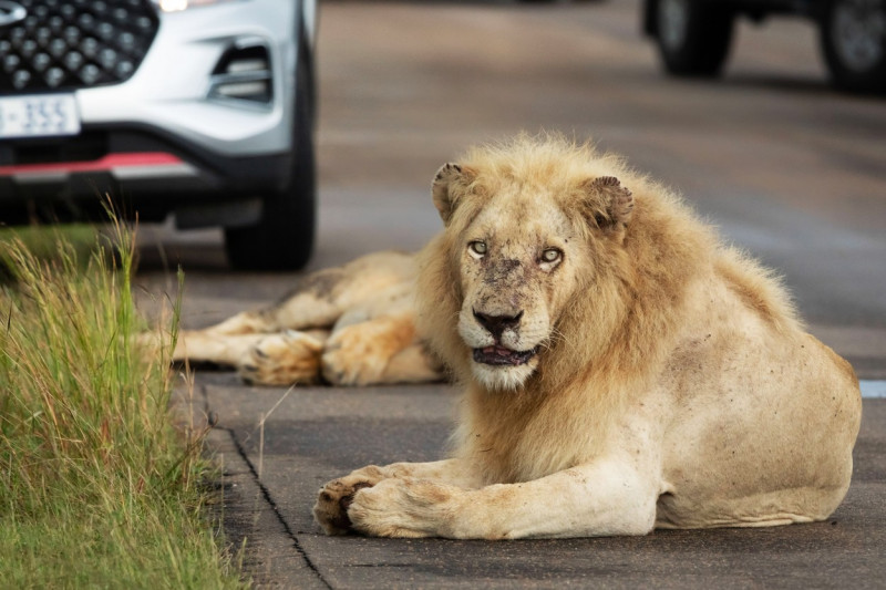 NO ONE CAN WAKE THIS LION WHO IS BLOCKING THE ROAD