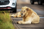 NO ONE CAN WAKE THIS LION WHO IS BLOCKING THE ROAD