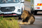 NO ONE CAN WAKE THIS LION WHO IS BLOCKING THE ROAD