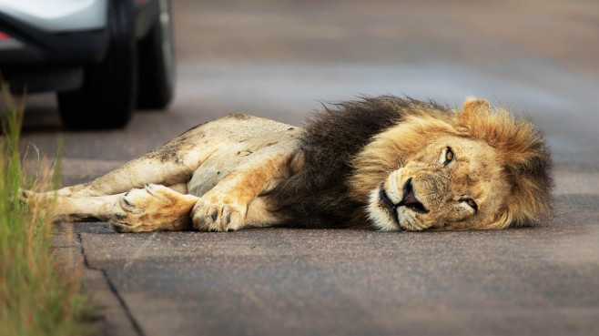 NO ONE CAN WAKE THIS LION WHO IS BLOCKING THE ROAD