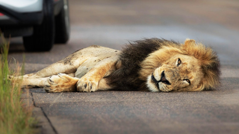 NO ONE CAN WAKE THIS LION WHO IS BLOCKING THE ROAD