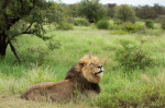 NO ONE CAN WAKE THIS LION WHO IS BLOCKING THE ROAD