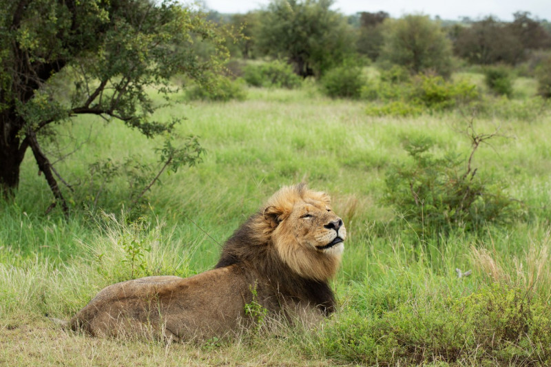 NO ONE CAN WAKE THIS LION WHO IS BLOCKING THE ROAD