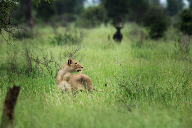 NO ONE CAN WAKE THIS LION WHO IS BLOCKING THE ROAD