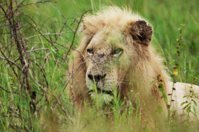 NO ONE CAN WAKE THIS LION WHO IS BLOCKING THE ROAD