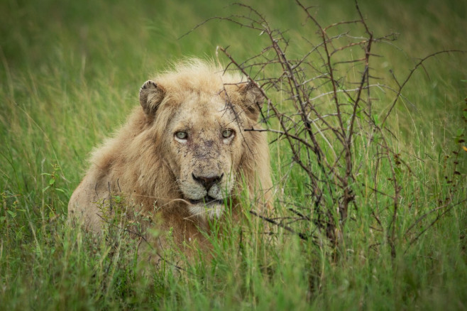 NO ONE CAN WAKE THIS LION WHO IS BLOCKING THE ROAD