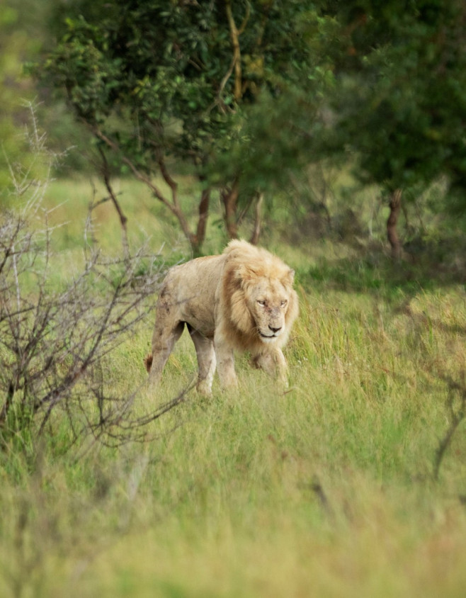 NO ONE CAN WAKE THIS LION WHO IS BLOCKING THE ROAD