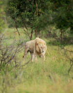 NO ONE CAN WAKE THIS LION WHO IS BLOCKING THE ROAD