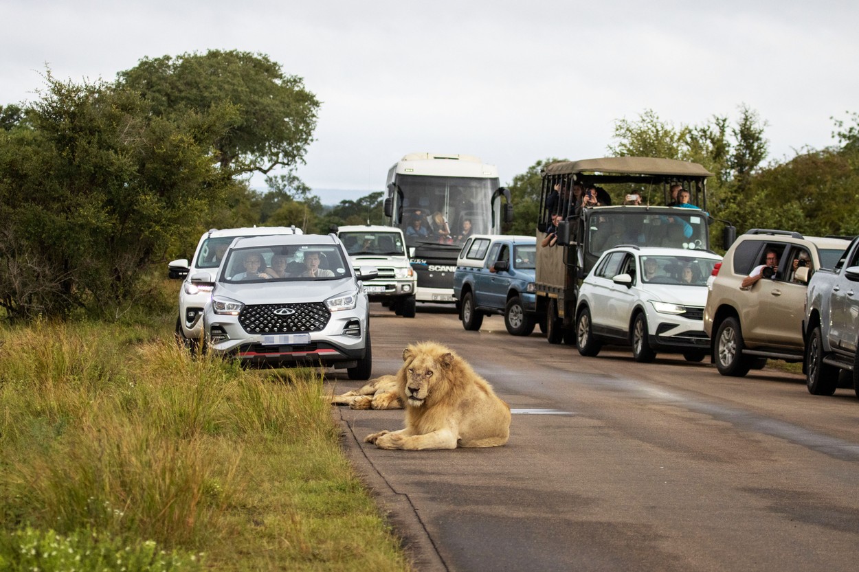 Un leu obosit a adormit pe un drum din Africa de Sud și a blocat complet traficul