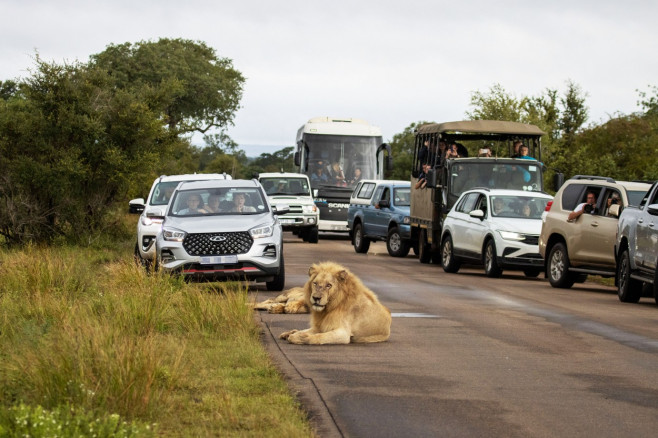 NO ONE CAN WAKE THIS LION WHO IS BLOCKING THE ROAD