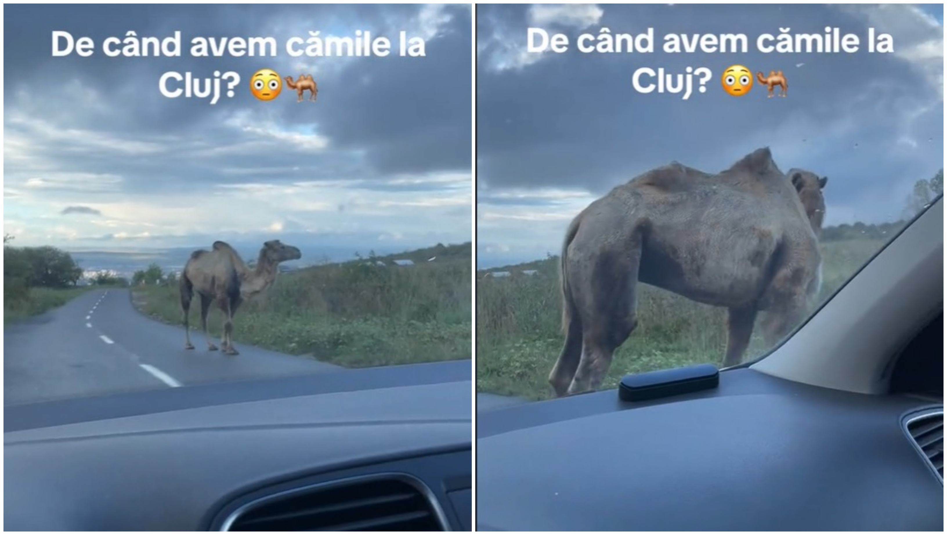 Apariție surprinzătoare în trafic: "De când avem cămile la Cluj?"