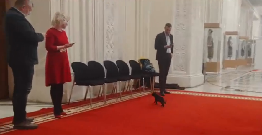 O pisică neagră a apărut la ușa Comisiei unde se dezbate bugetul pe 2024