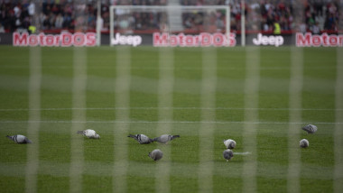 Pigeons walk on the pitch as the match is being suspended due to a medical issue in the tribunes