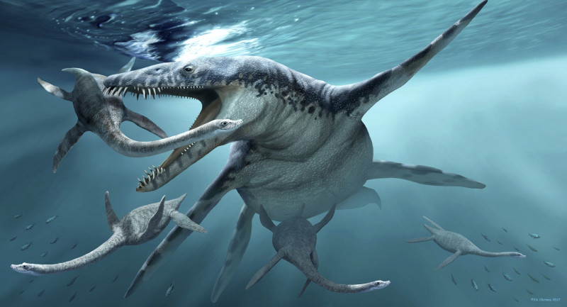 Liopleurodon extinct marine reptile, illustration