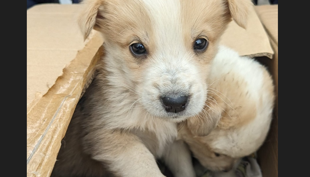 Doi căţei de o lună, abandonaţi într-o cutie, într-un parc din Bucureşti. „Găsirea rapidă a făcut diferența dintre viață și moarte”