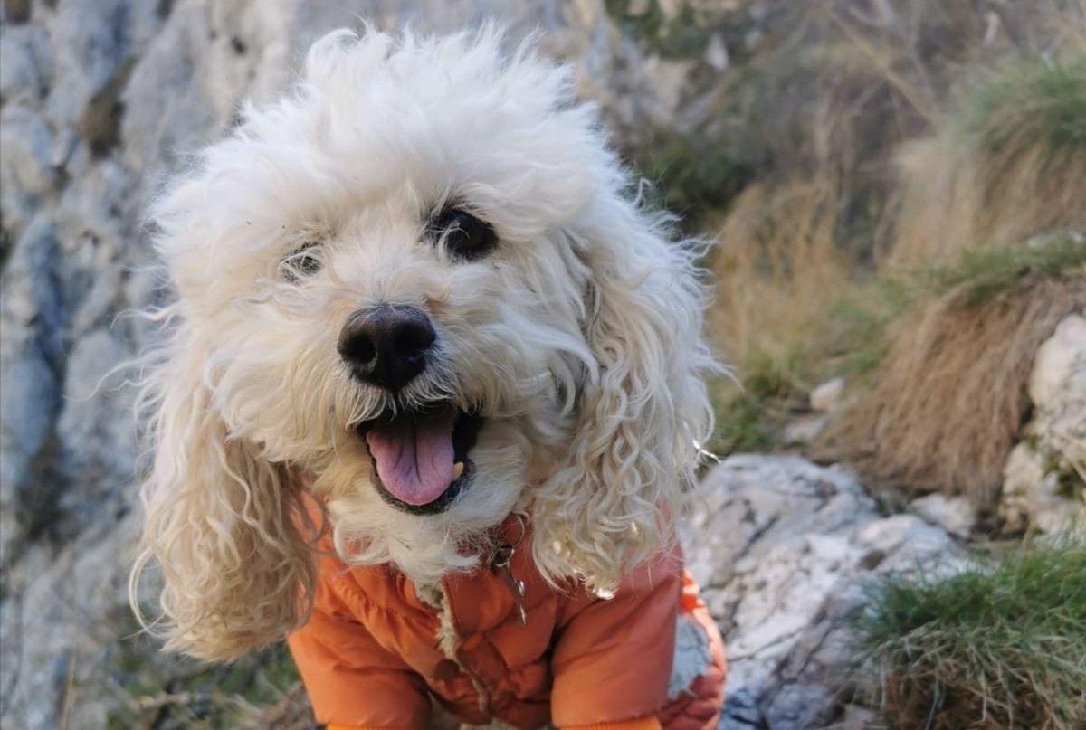 Zoe, cățelușa care vede lumea de sus la propriu: Este alpinistă cu acte în regulă și a cucerit 37 de vârfuri montane