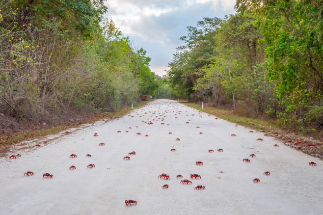 CRAB-OBSESSED PHOTOGRAPHER AND WIFE CREATE SAFE WAY OF TRAVELLING DURING SPECTACULAR ANNUAL MIGRATION - FITTING SHOES TO THE FRONT OF THEIR CAR