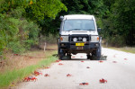 CRAB-OBSESSED PHOTOGRAPHER AND WIFE CREATE SAFE WAY OF TRAVELLING DURING SPECTACULAR ANNUAL MIGRATION - FITTING SHOES TO THE FRONT OF THEIR CAR