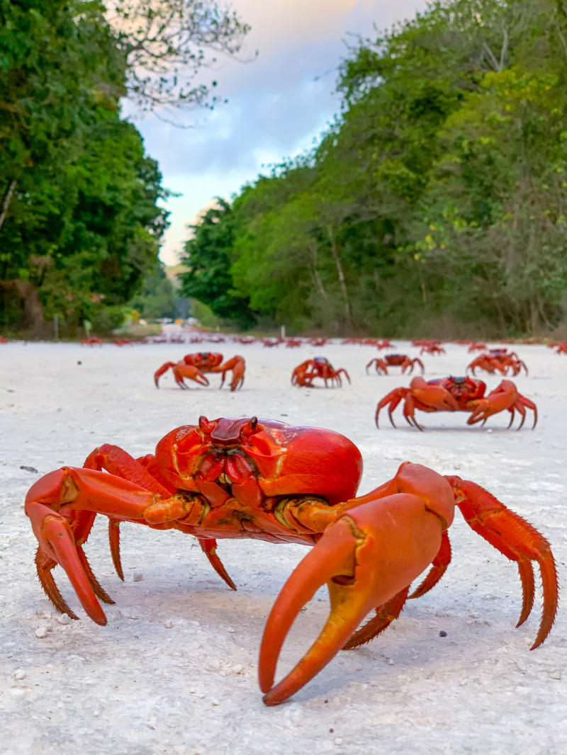 Crabii roșii, vedetele Insulei Crăciunului în perioada sărbătorilor